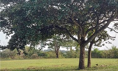 VENTA TERRENO COMERCIAL PENONOMÉ 5000m2