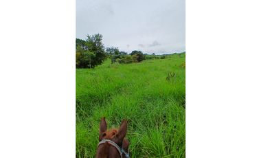 Venta Finca de 30.6 ha. En Paritilla, Los Santos