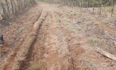 Venta Finca de 30.6 ha. En Paritilla, Los Santos