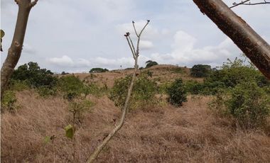 Venta Finca de 30.6 ha. En Paritilla, Los Santos