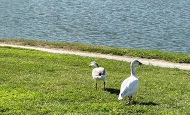 Departamento en venta en Las Aves
