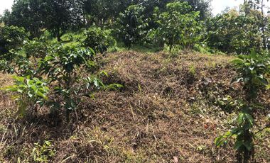 LOTE EN VENTA EN SECTOR EL TAMBO/DOSQUEBRADAS