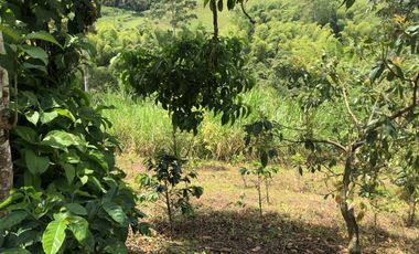 LOTE EN VENTA EN SECTOR EL TAMBO/DOSQUEBRADAS