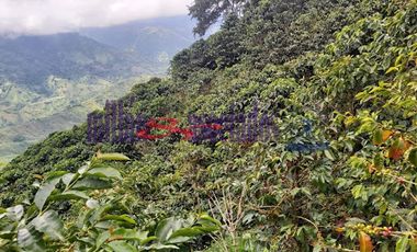 FINCA EN VENTA EN FILADELFIA