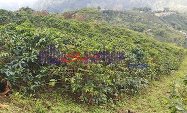 FINCA EN VENTA EN FILADELFIA