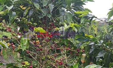 FINCA EN VENTA EN FILADELFIA