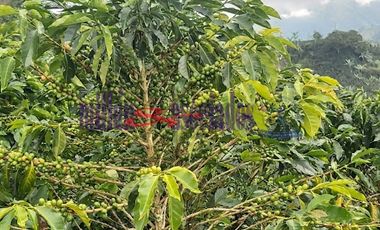 FINCA EN VENTA EN FILADELFIA