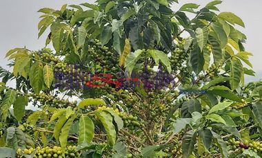 FINCA EN VENTA EN FILADELFIA