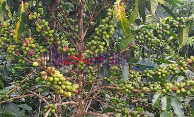 FINCA EN VENTA EN FILADELFIA