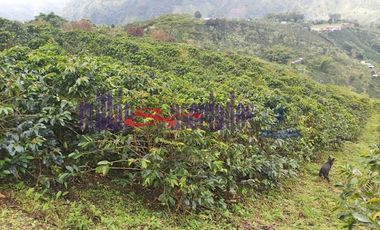 FINCA EN VENTA EN FILADELFIA