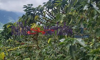 FINCA EN VENTA EN FILADELFIA