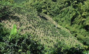 FINCA PARA VENTA EN PALESTINA