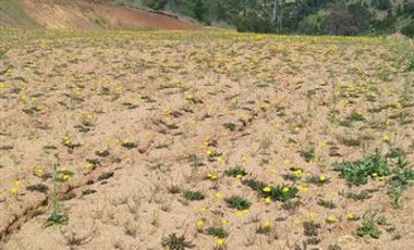 Parcela en Venta en Huequil, Comuna de San Javier