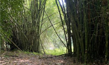 Venta lotes en MINCA – Sierra Nevada de SANTA MARTA, Colombia