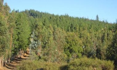Parcela en venta en CAUQUENES