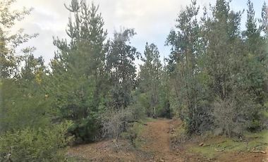Parcela en venta en CAUQUENES
