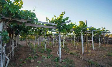 Parcela en venta en COQUIMBO