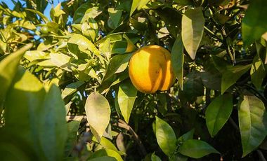 Parcela en venta en COQUIMBO