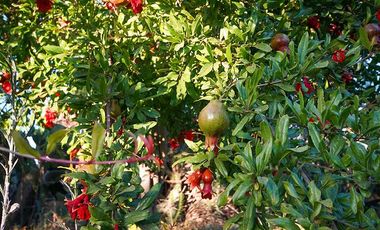 Parcela en venta en COQUIMBO