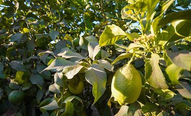 Parcela en venta en COQUIMBO