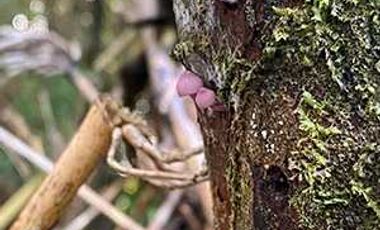 Parcela en venta en LOS MUERMOS