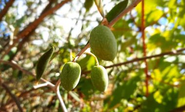 Parcela en venta en FLORIDA