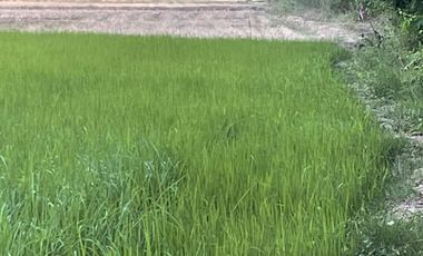 Land for sale in Na Yang, Phetchaburi