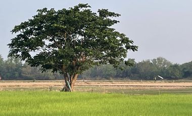 Land for sale in Na Yang, Phetchaburi
