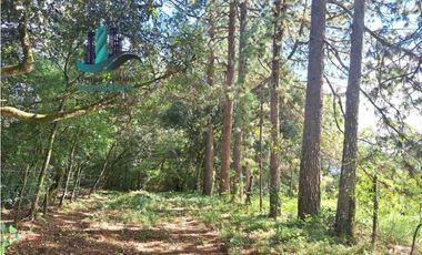 VENDO FINCA DE 154HECTAREAS Y 900M.S.N.M. CON RIOS AGUA VIVA