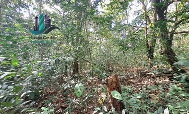 VENDO FINCA DE 154HECTAREAS Y 900M.S.N.M. CON RIOS AGUA VIVA