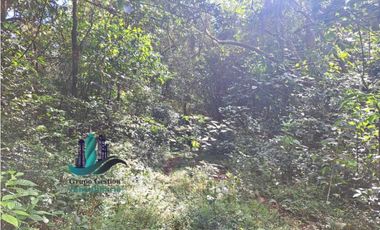 VENDO FINCA DE 154HECTAREAS Y 900M.S.N.M. CON RIOS AGUA VIVA