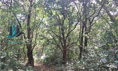 VENDO FINCA DE 154HECTAREAS Y 900M.S.N.M. CON RIOS AGUA VIVA