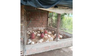 Vendo finca de producion y descanso en caloto departamento del cauca