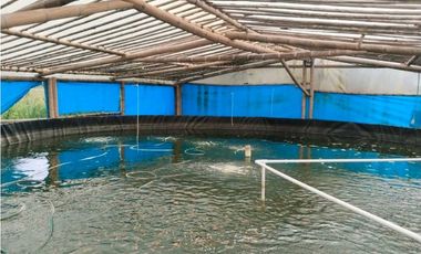 Vendo finca de producion y descanso en caloto departamento del cauca