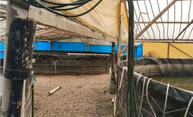 Vendo finca de producion y descanso en caloto departamento del cauca
