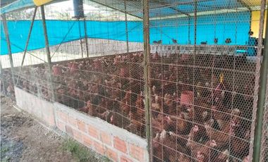 Vendo finca de producion y descanso en caloto departamento del cauca