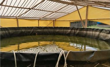 Vendo finca de producion y descanso en caloto departamento del cauca