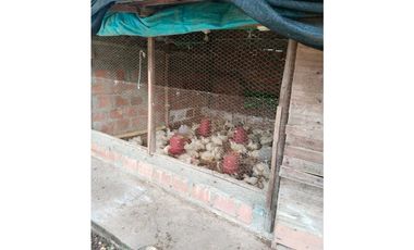 Vendo finca de producion y descanso en caloto departamento del cauca