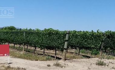 Finca con viñedos en venta. San Rafael, Mendoza