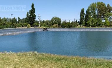 Finca con viñedos en venta. San Rafael, Mendoza