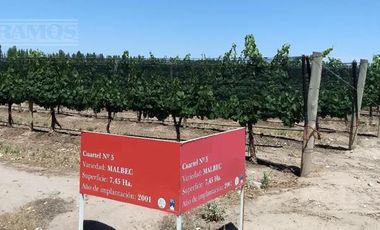 Finca con viñedos en venta. San Rafael, Mendoza