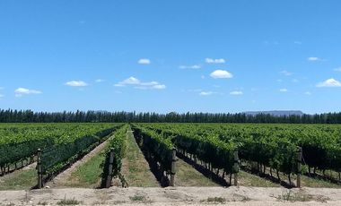 Finca con viñedos en venta. San Rafael, Mendoza