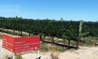 Finca con viñedos en venta. San Rafael, Mendoza