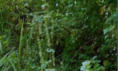 FRACCION AMELIA, TERRENO, VENTA, CHAPINGO MOTOZINTLA, CHIAPAS