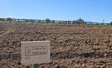 Parcela en venta en ÑIQUÉN