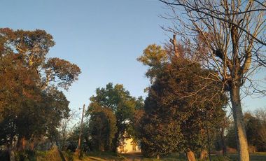 Campo - Berisso