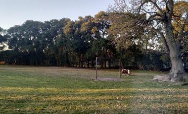 Campo - Berisso