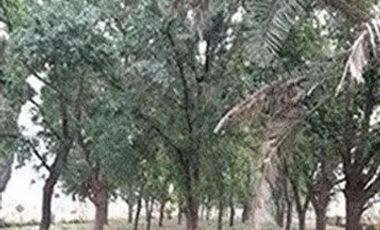 TERRENO CAMPESTRE EN VENTA EN CIENEGA DE FLORES