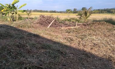 Land for sale in Bua Sali, Chiang Rai