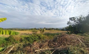 Land for sale in Bua Sali, Chiang Rai